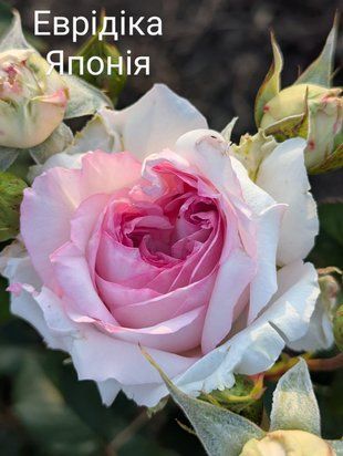 Еврідіка Еврідіка фото
